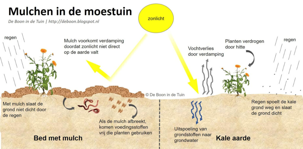 Samenvatting Groninger-Miscanthus