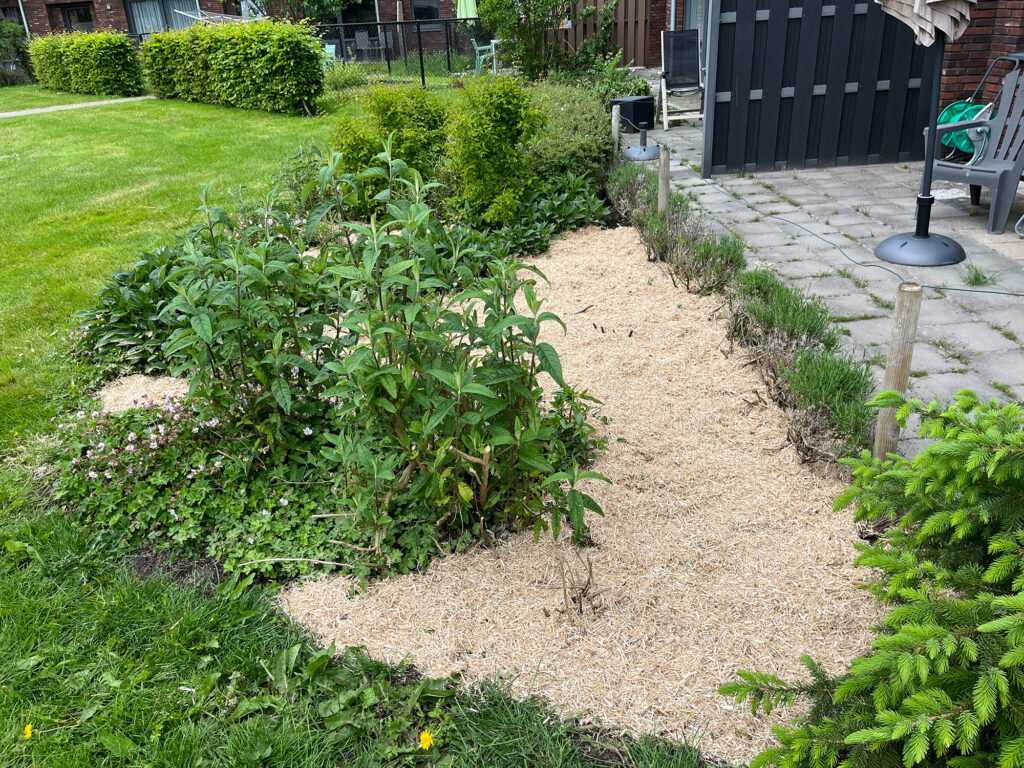 Groninger-Miscanthus bodembedekker